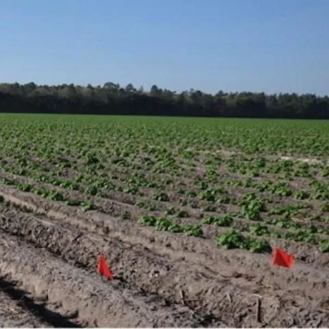 thumbnail for publication: University of Florida Potato Variety Trial Program—'Elkton' Commercial Evaluation